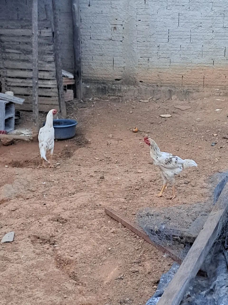 Frangos 