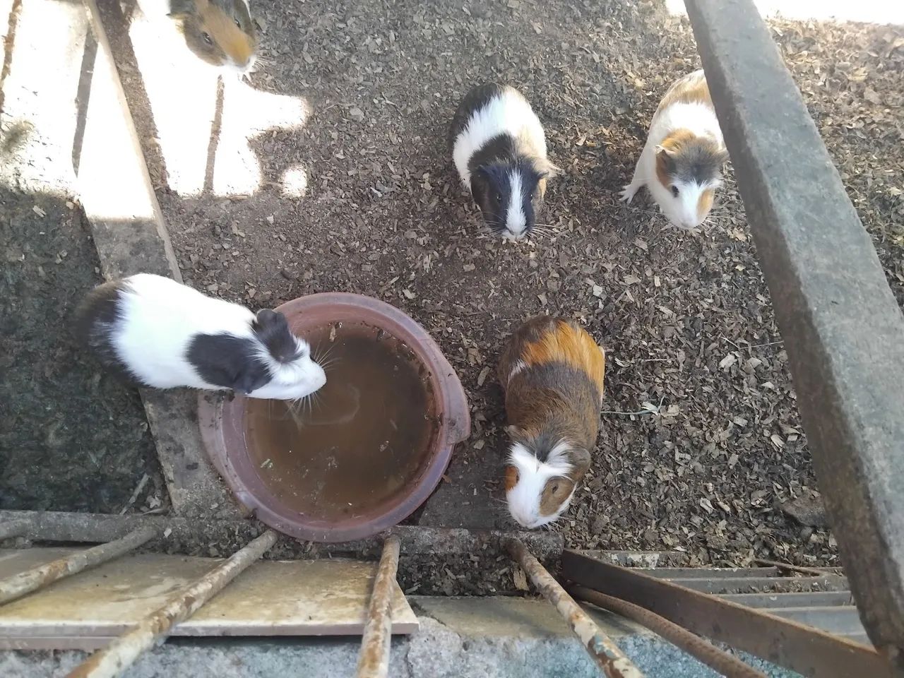 Adoção porquinhos da india - Foto 4