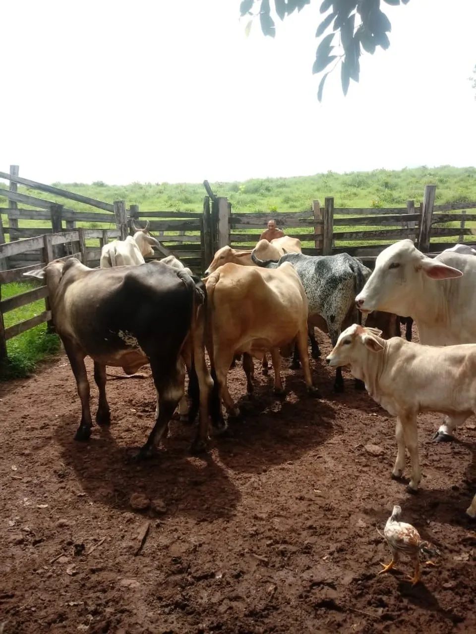 Fazenda a Venda Aparecida do Rio Negro - Foto 3