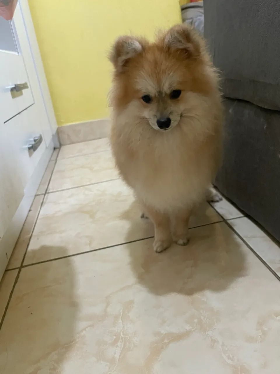 Ideal para você ! - Foto 2