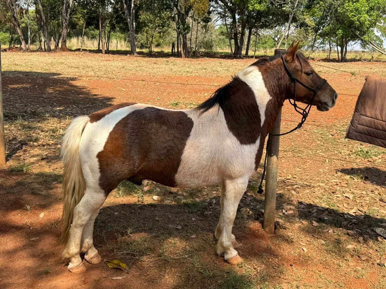 Vendo pônei  - Foto 3