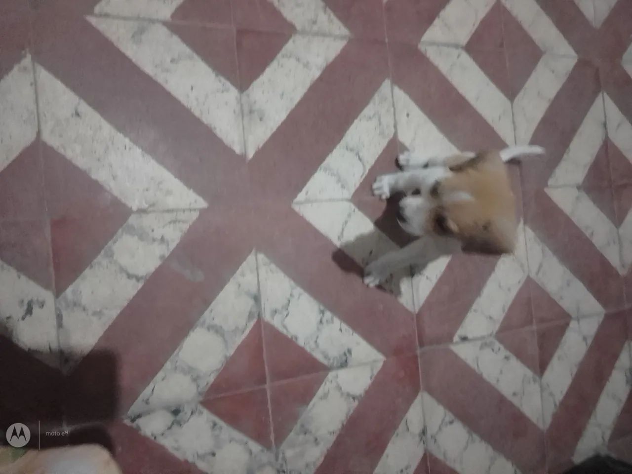Me adotem!! - Foto 4