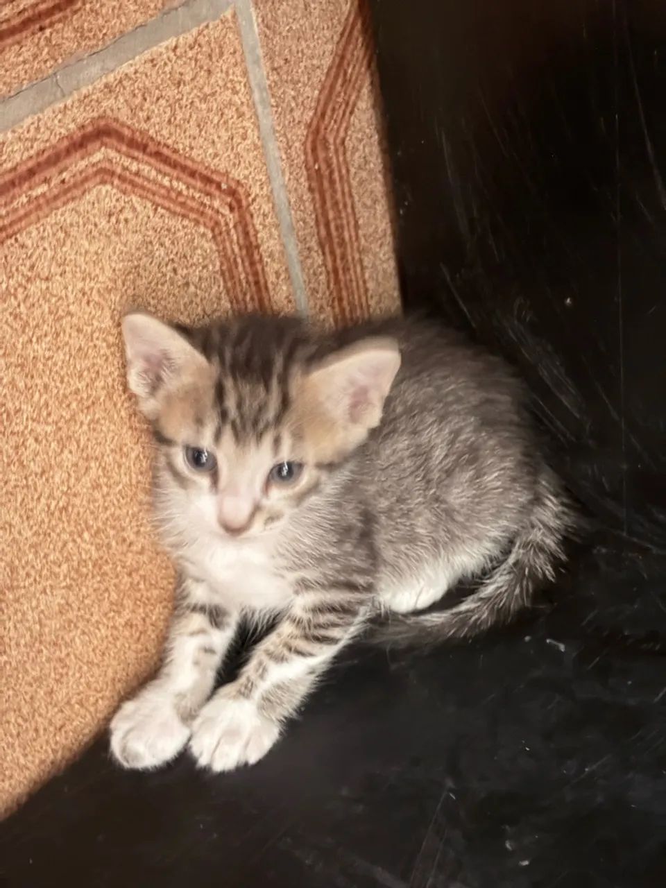 Doação gatos filhotes  - Foto 2