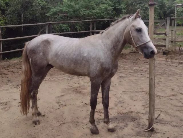 Potro mangalarga, registro provisório , e anos , inicio de doma,  - Foto 3