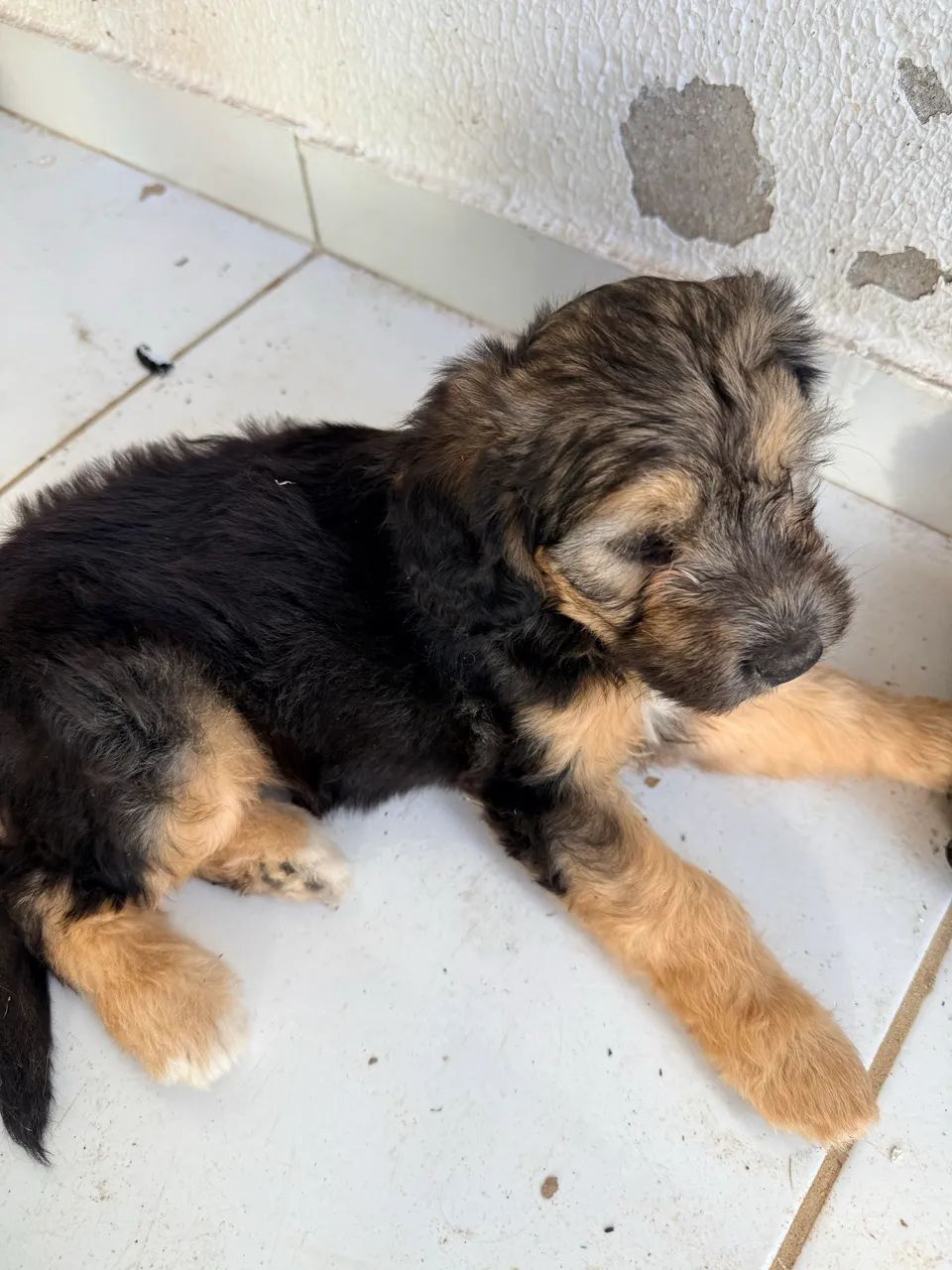 Vendo poodle com maltês  - Foto 3