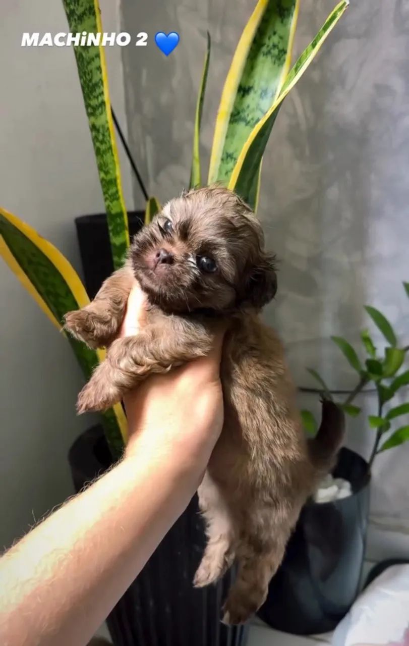 FILHOTES DE SHIHTZU MACHO - Foto 4
