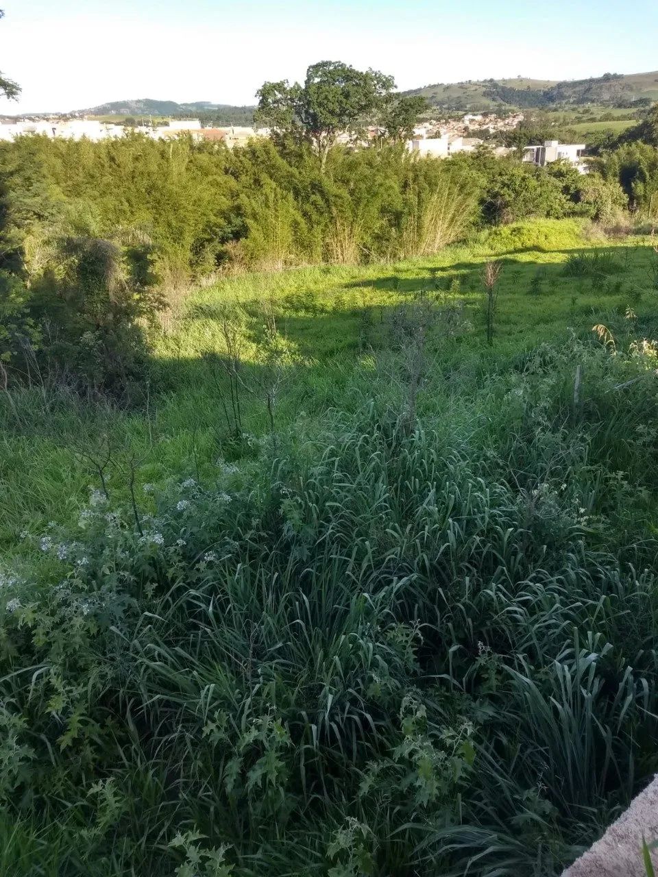 Terreno para loteamento - Jacarezinho - Foto 5