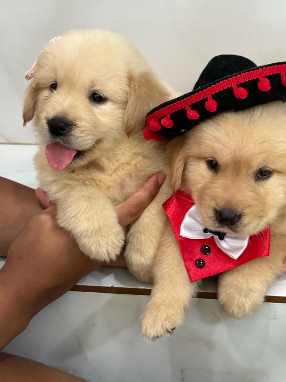 Filhote de Golden Retriver linhagem de excelência  - Foto 4