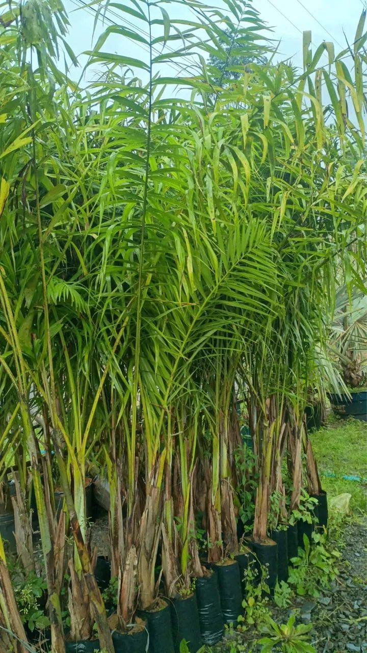 Plantas preço e qualidade - Foto 5