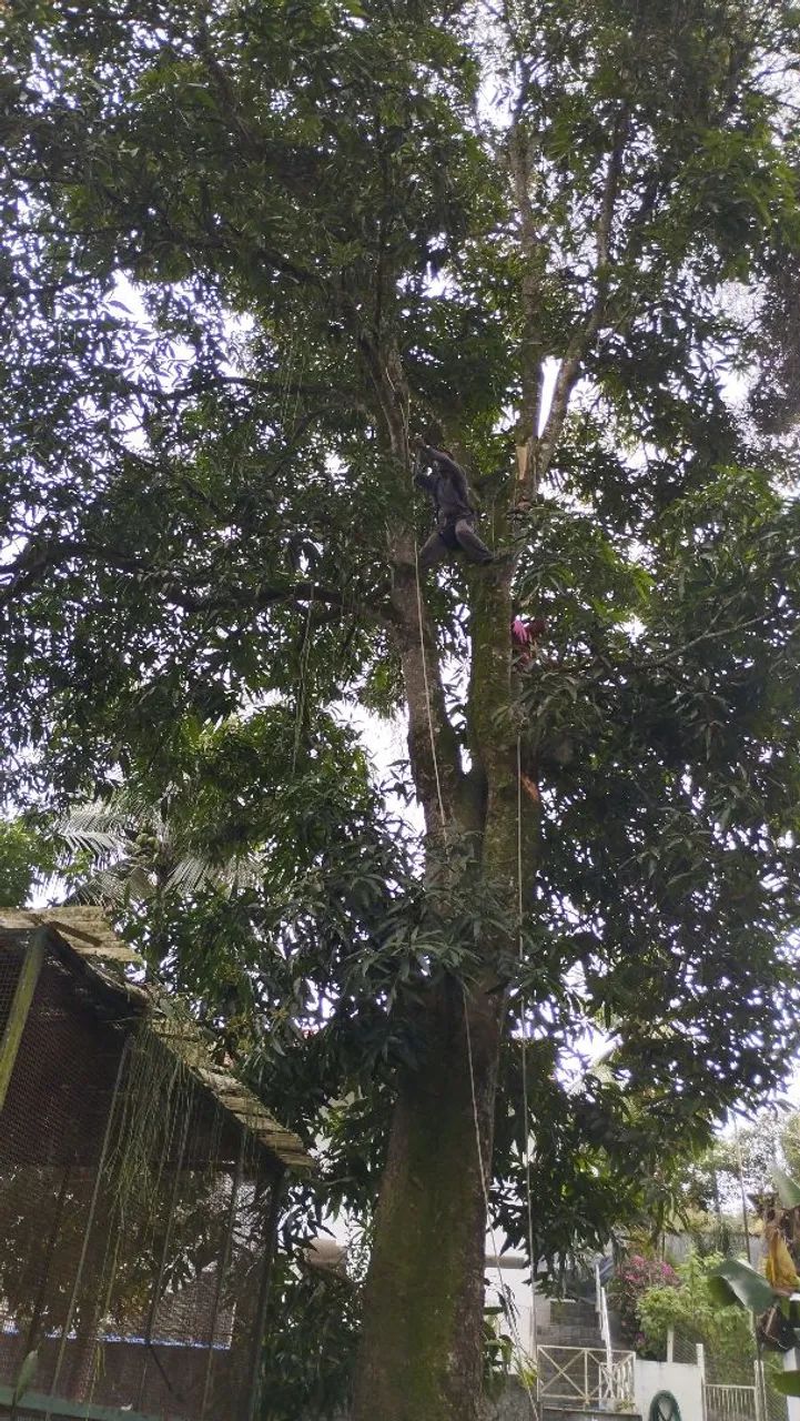 Serviços de jardinagem 