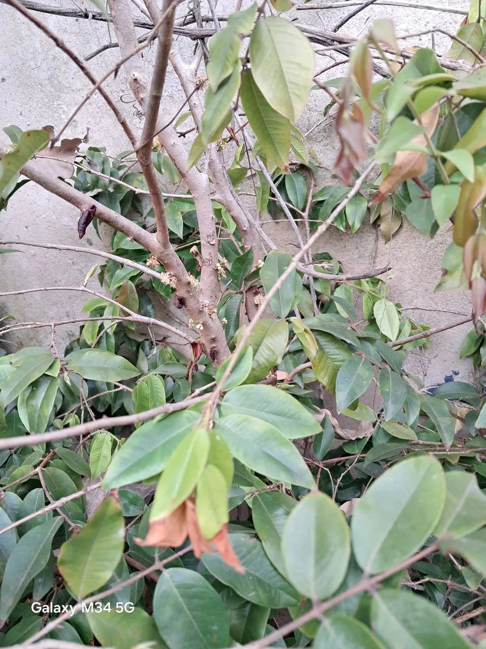 Mudas de jaboticabas  - Foto 2