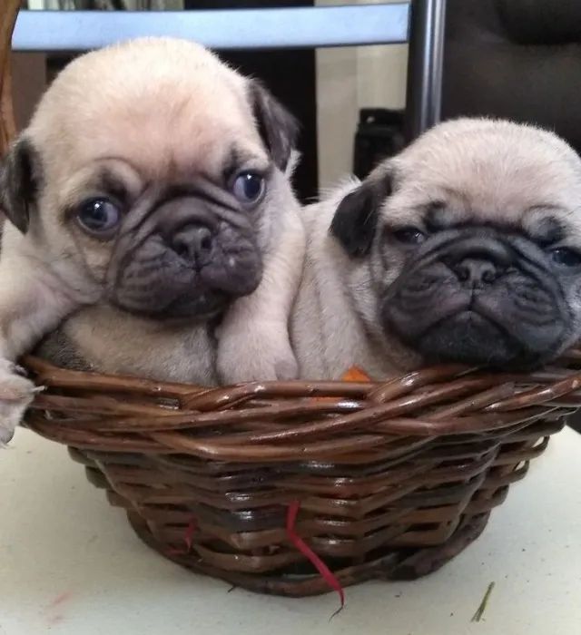 Filhotes de Pug sorrisos e risadas !