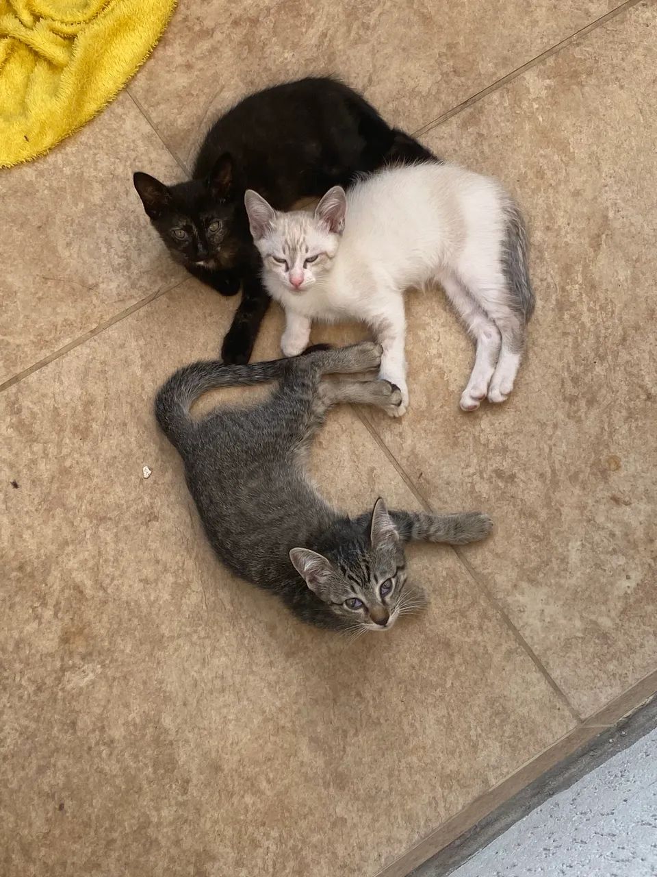 Doa-se gatinhos  - Foto 2