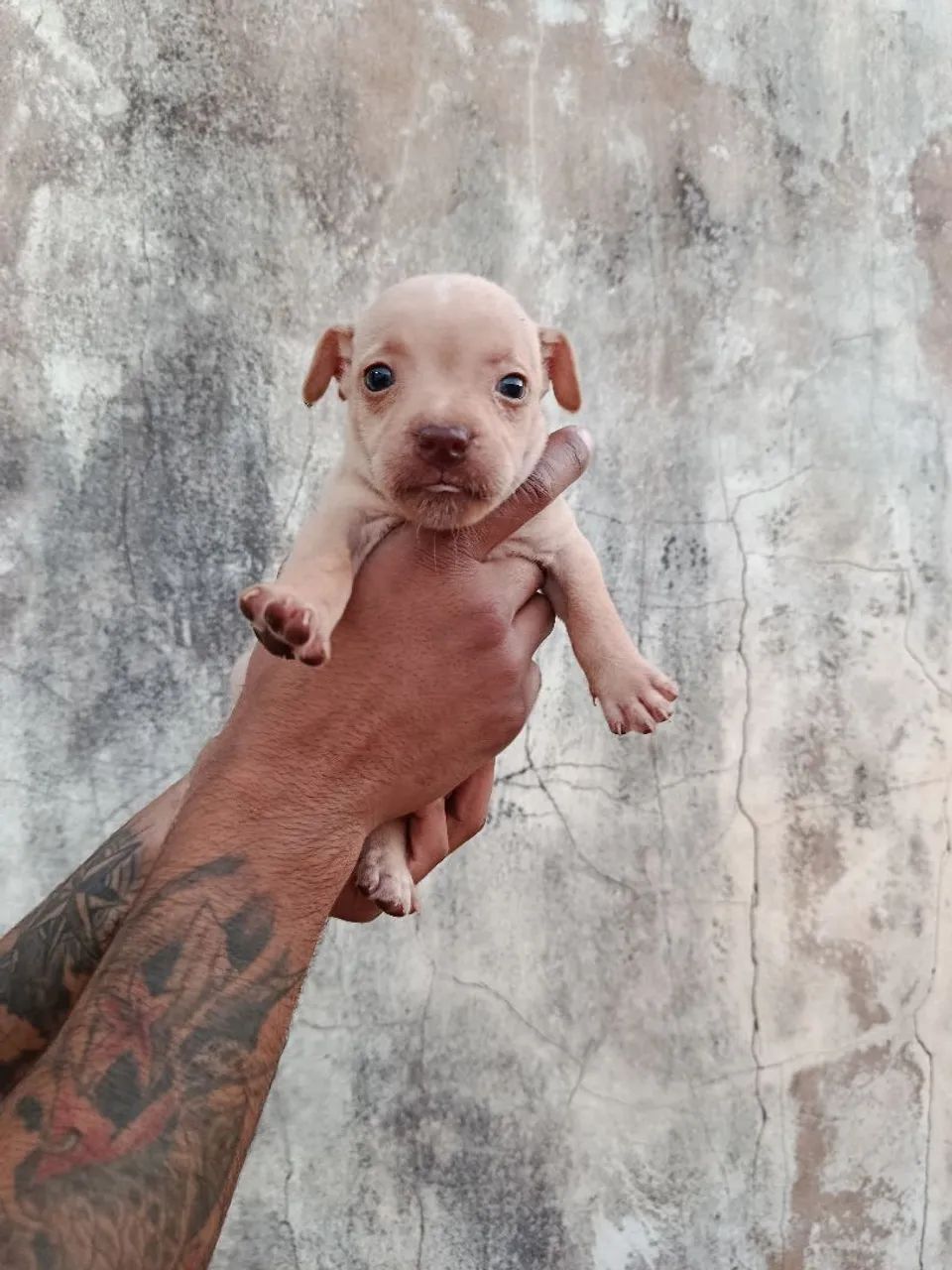 Filhotes de pitbull  - Foto 5