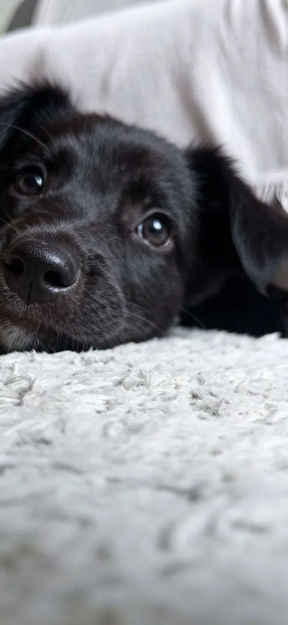 Cachorrinho pra adoção  - Foto 2