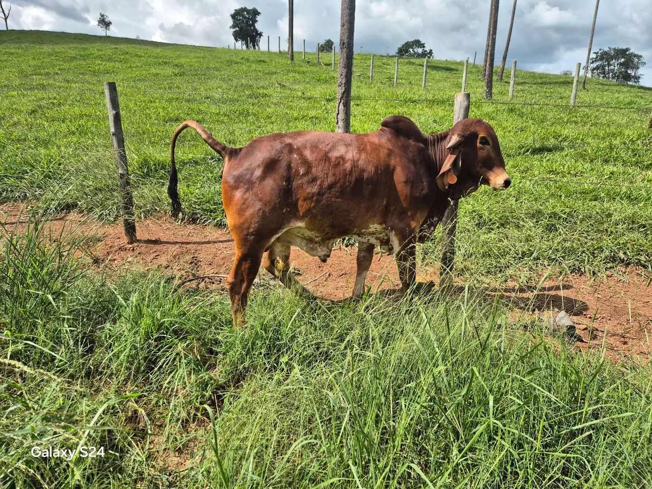 Tourinhos GIR - Foto 5