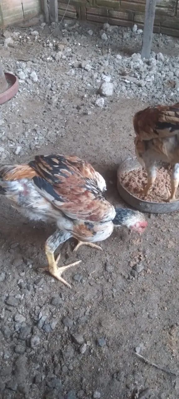 Frangalhos 