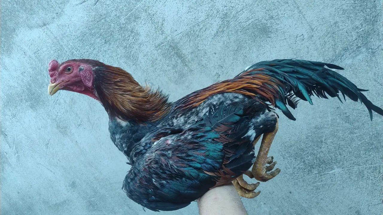 Frango índio  - Foto 4