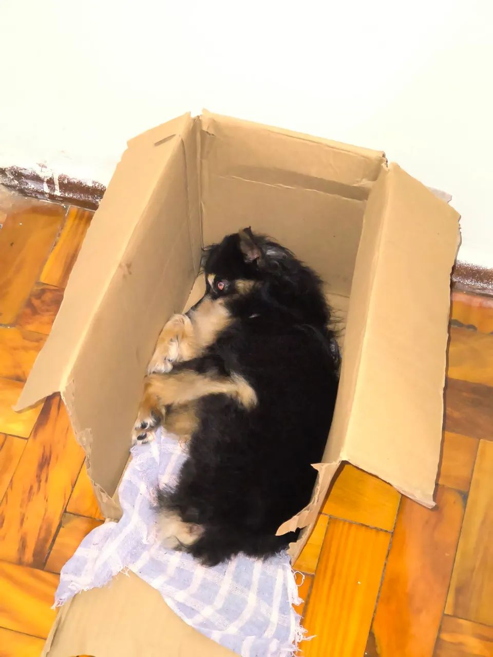 Doação de cachorro - Foto 2