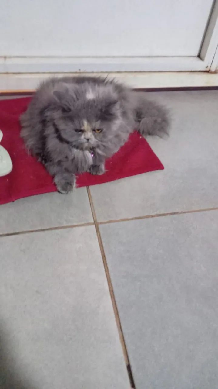 Gata persa pura de ótima linhagem - Foto 2