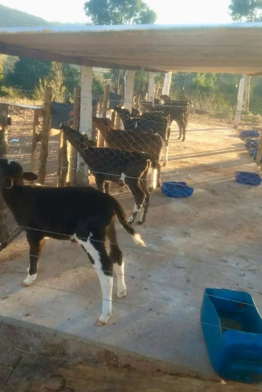 Bezerros Choqueados 