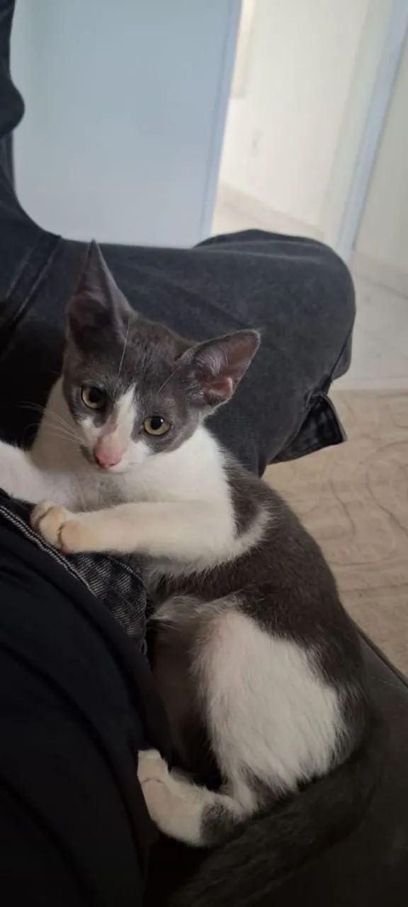 Gato  - Foto 2