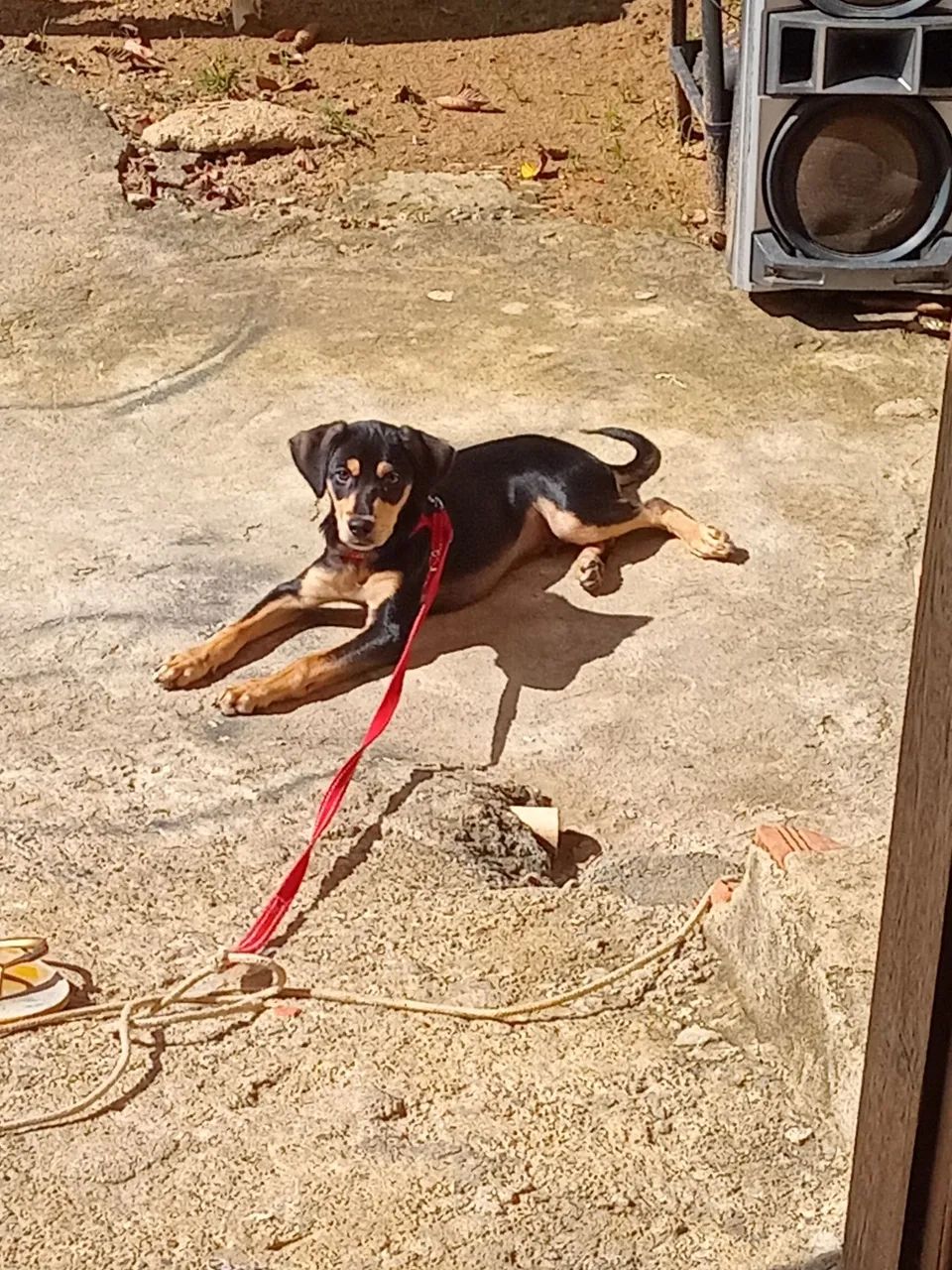 Cachorro 