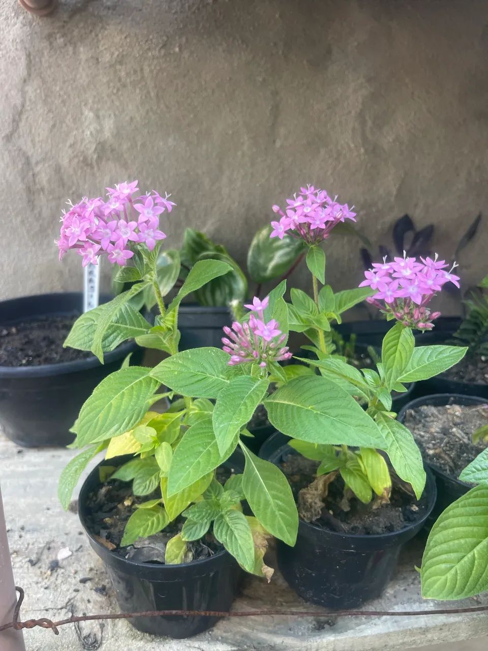 Lindas plantas  - Foto 2