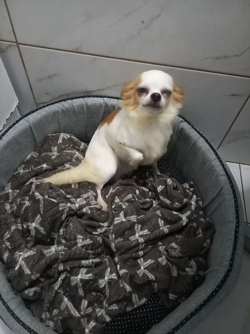 Chiuhuaha fêmea 