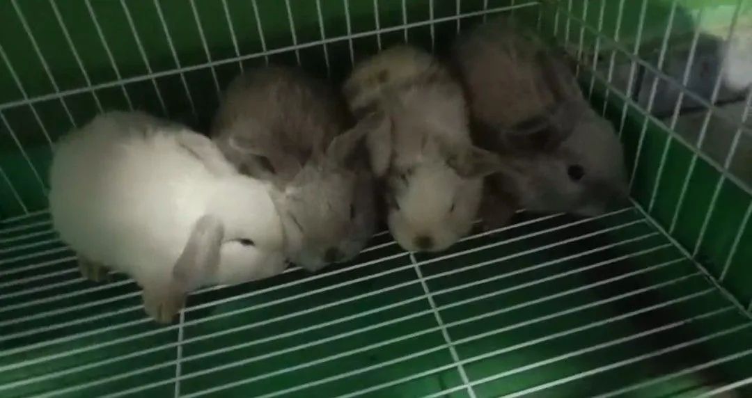 Mini lop