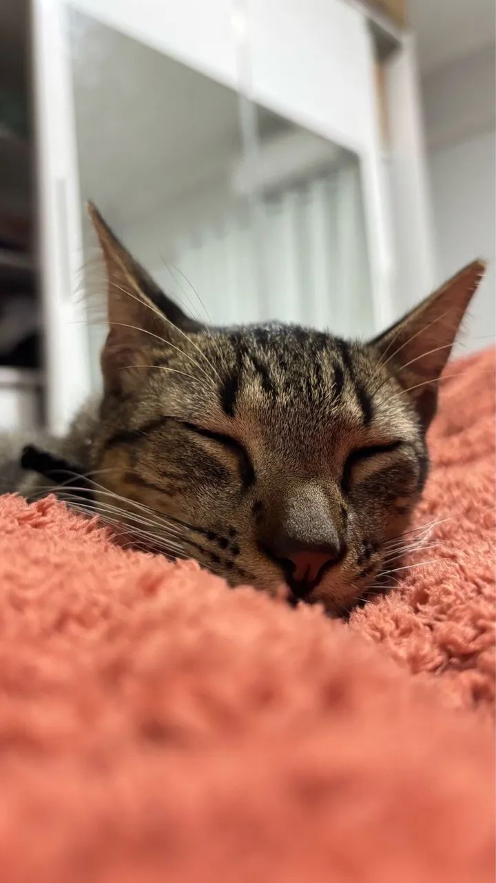 Adoção de gato macho - Foto 3