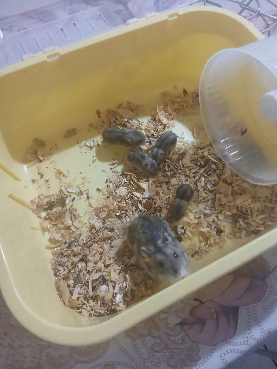 Hamster filhote - Foto 3