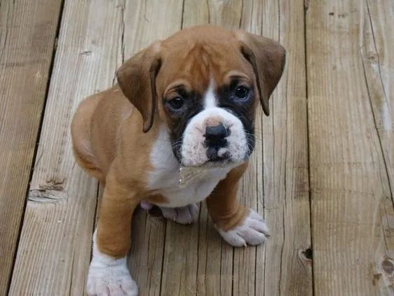 Boxer Filhotes