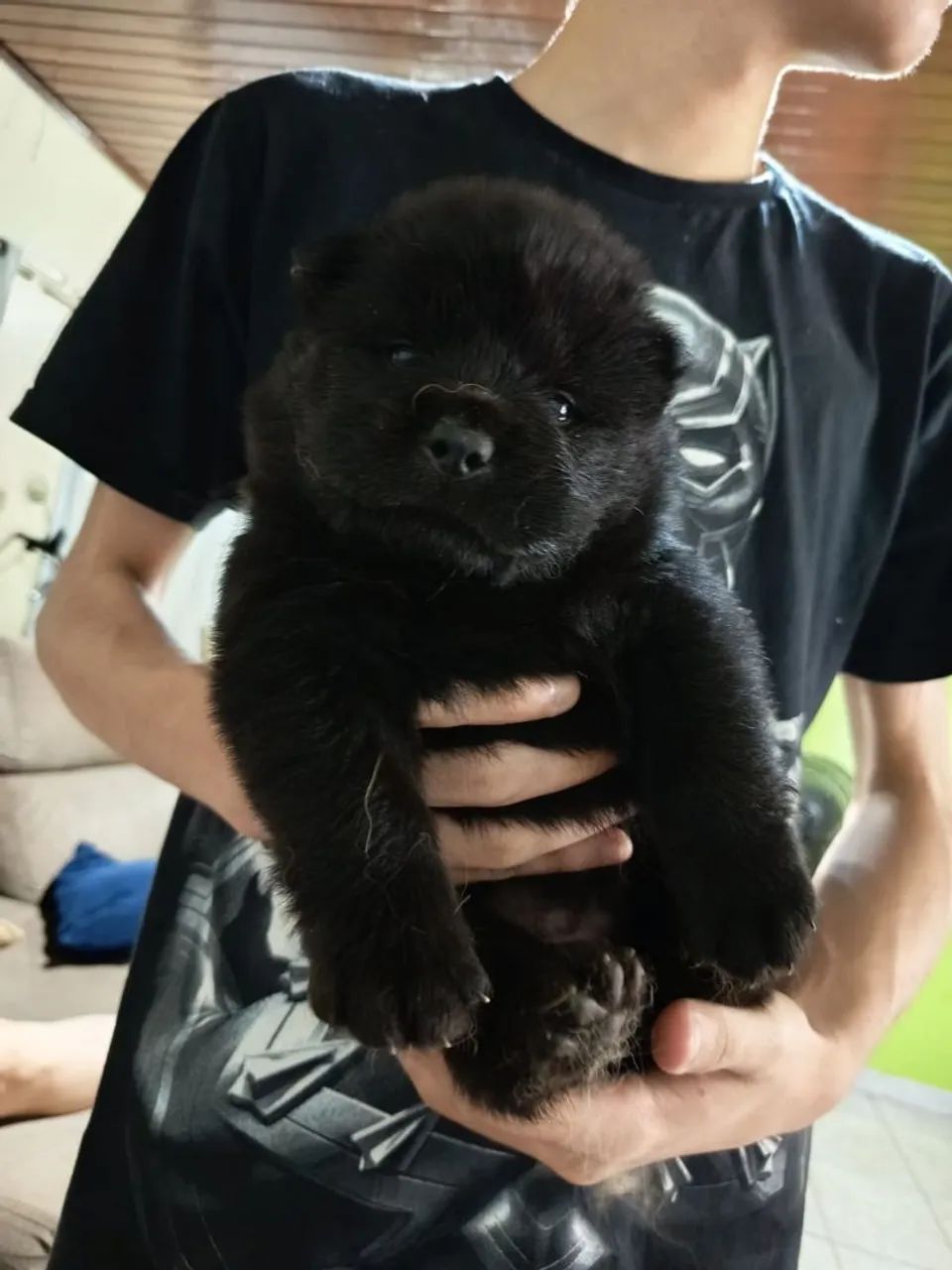 Filhote Fêmea de Chow-Chow 