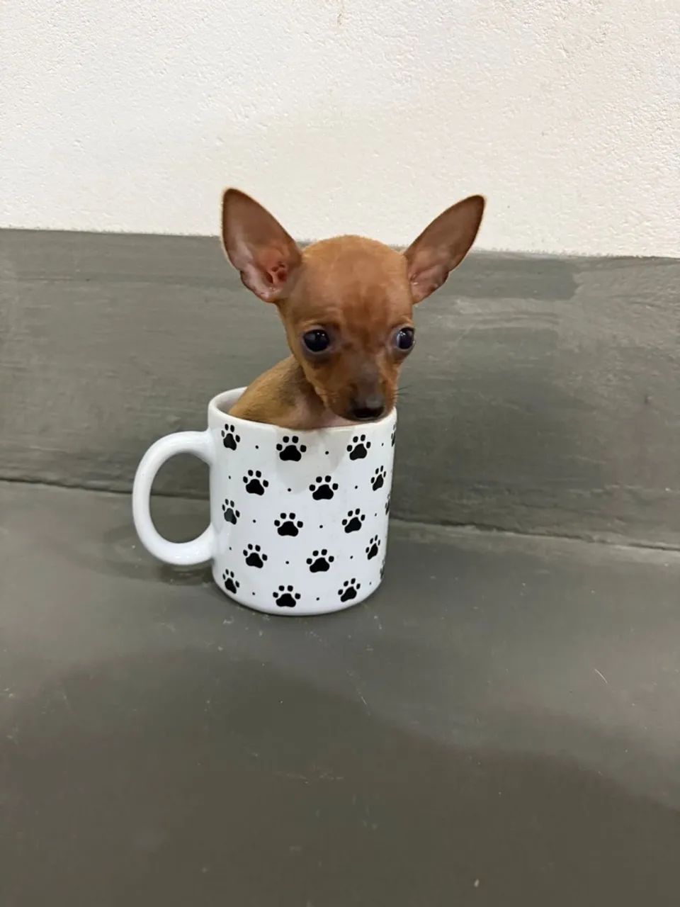 pinscher zero