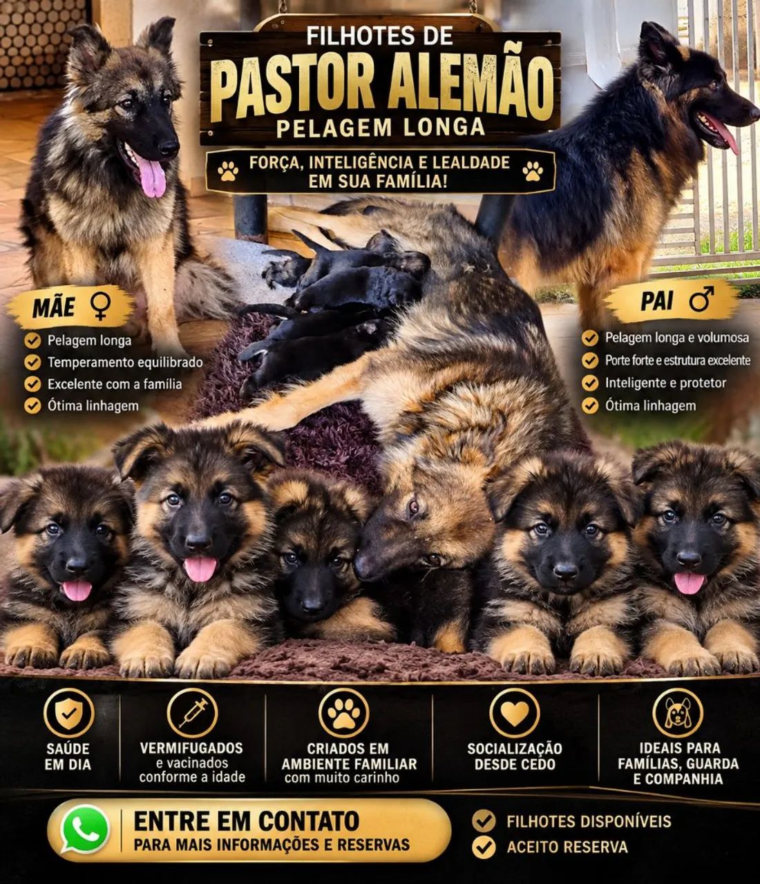 Pastor alemão filhote