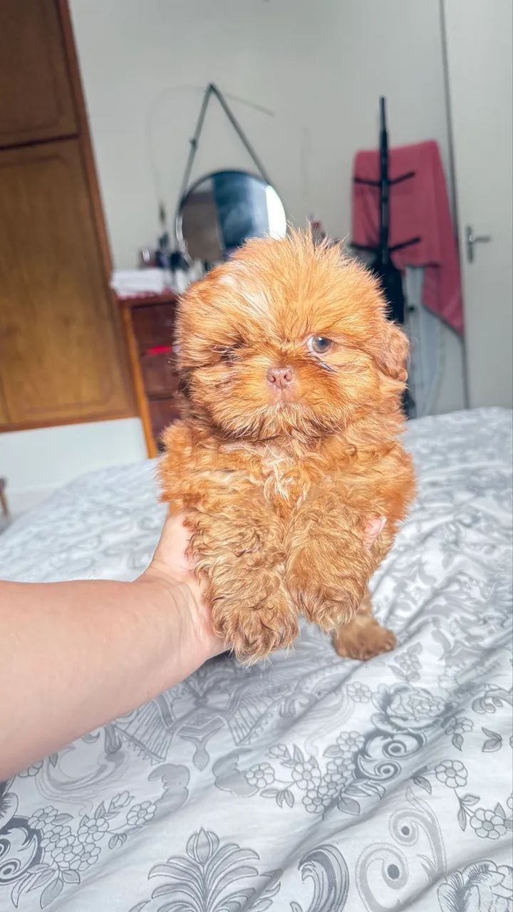 Shihtzu 