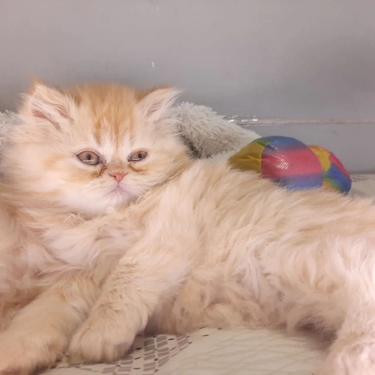 Gato persa fêmea filhote red