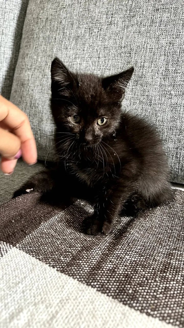 Gatinho para adoção - Foto 3