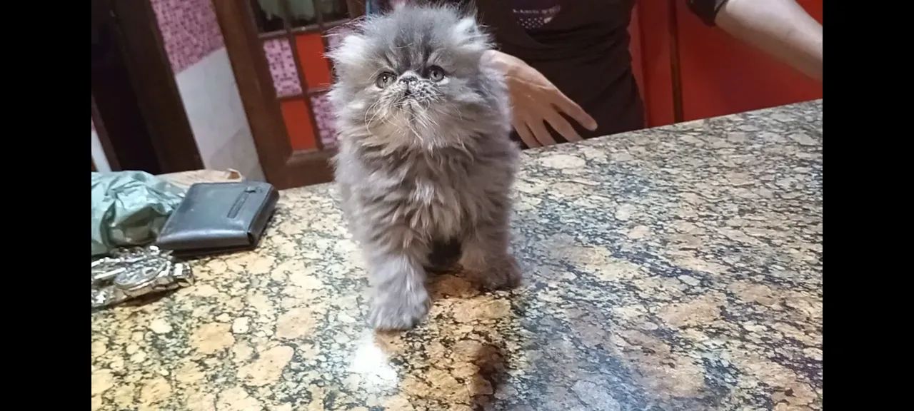 Gato persa 5200 - Foto 3