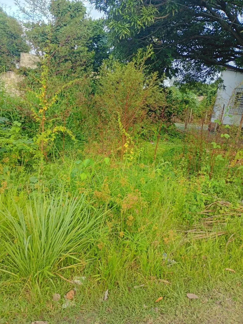 Lote A 150 Metros Mar - Foto 2