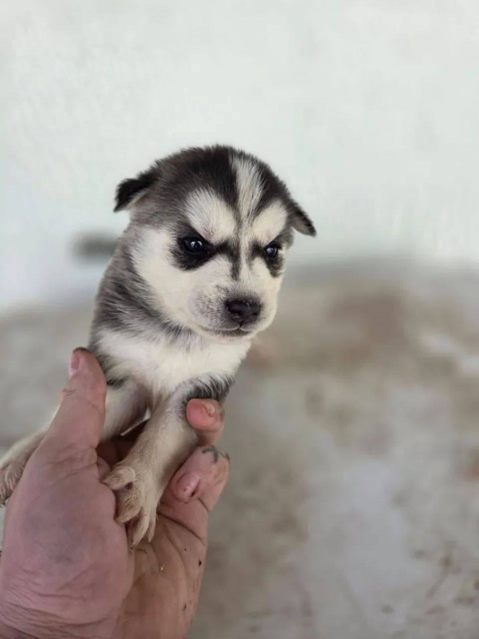 Husky siberiano  - Foto 3