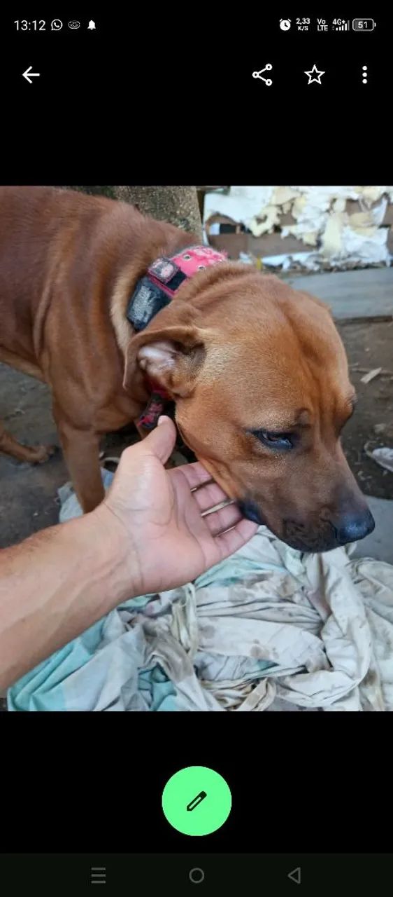 Doação cachorro 