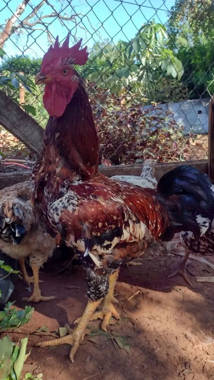 GSB - Galinha - Sertanejo - Balão 
