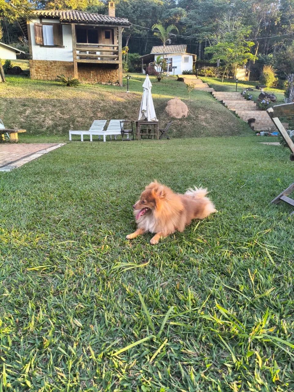 Sptiz alemão  - Foto 5