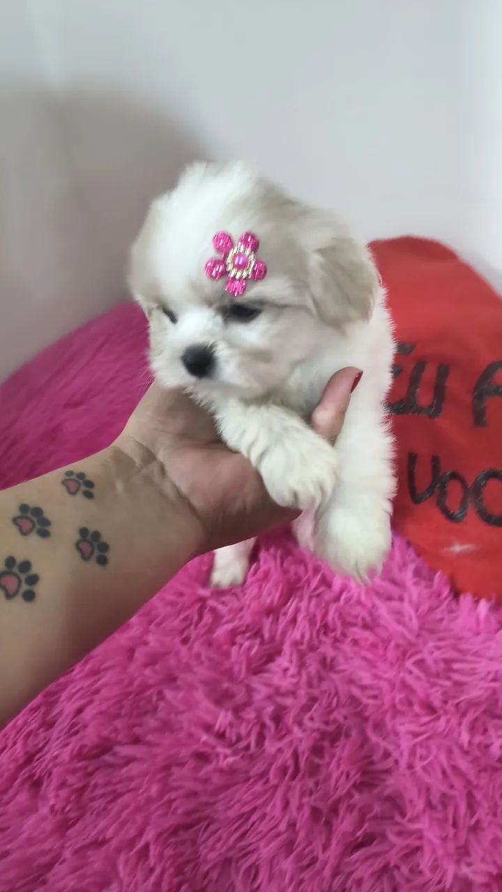 VD filhotes fêmeas de Shi Tzu mini e pequenas  - Foto 3