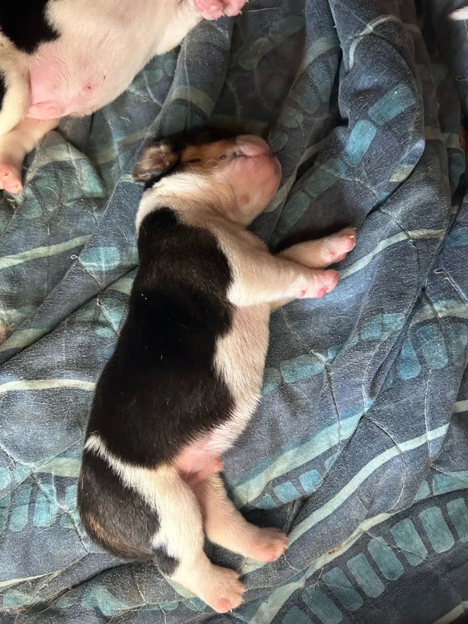 Filhotes de Beagle  - Foto 3