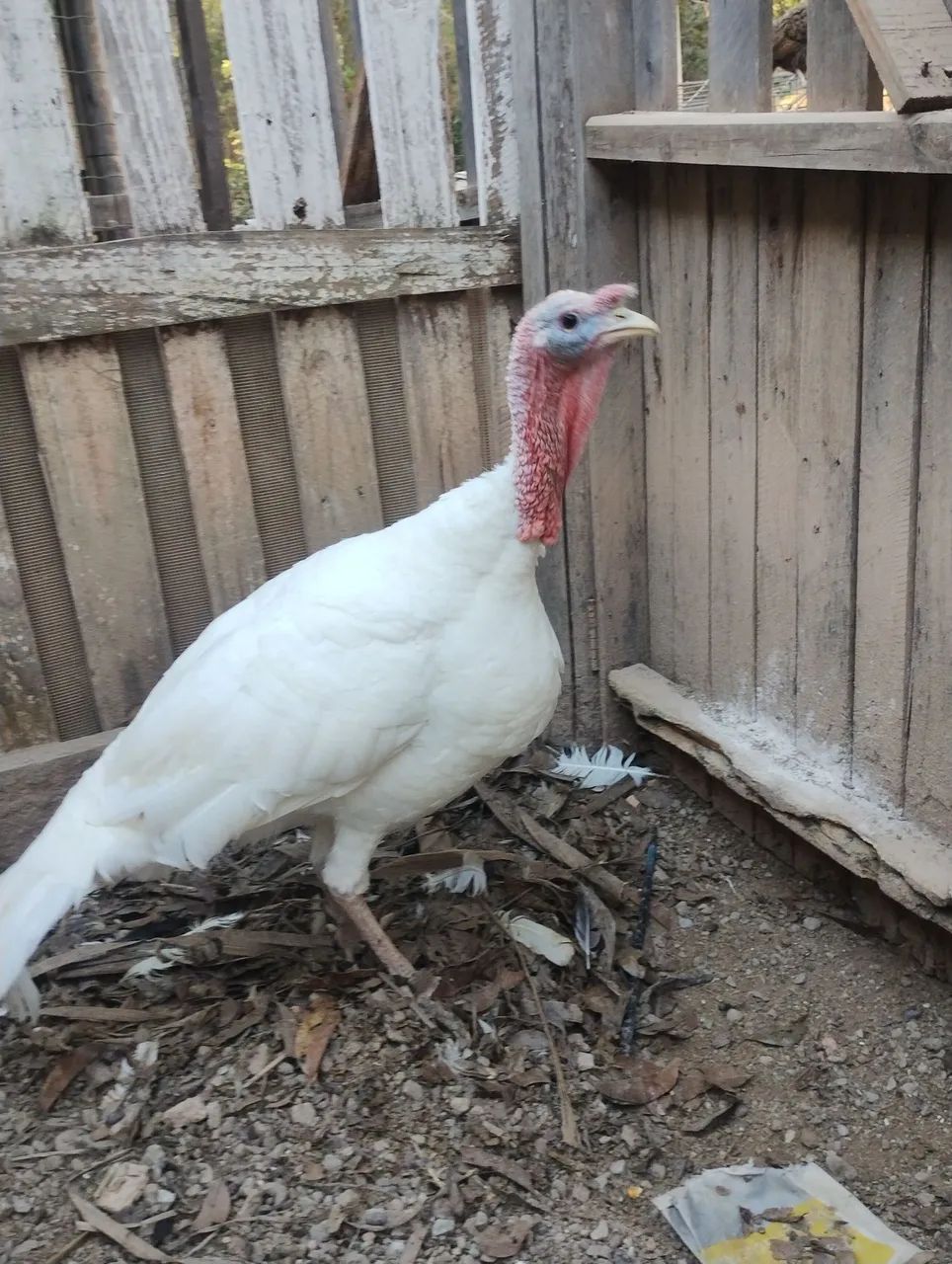 Frango de Perus albino macho. - Foto 5