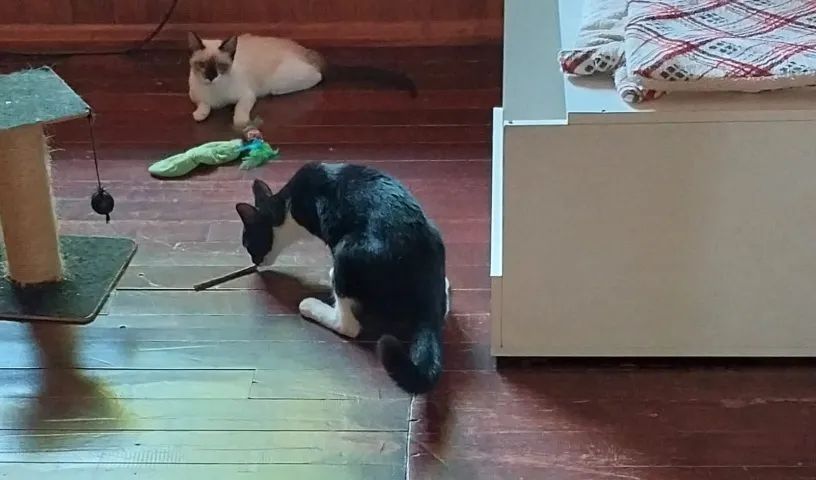 Gatinho Frajola Castrado - 1 ano - Foto 5