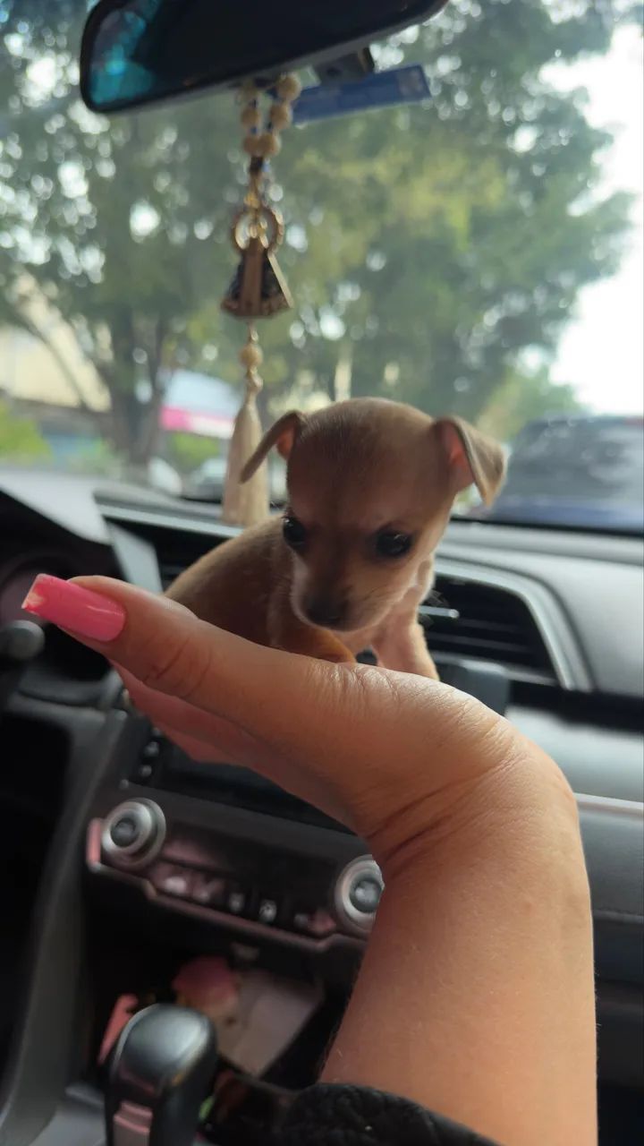 Pinscher zero de bolso  - Foto 5
